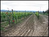 IMG_5636.JPG