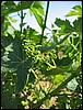 IMG_5696.JPG