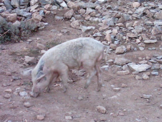 IMAG0125.JPG