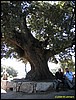 IMG_7869.jpg
