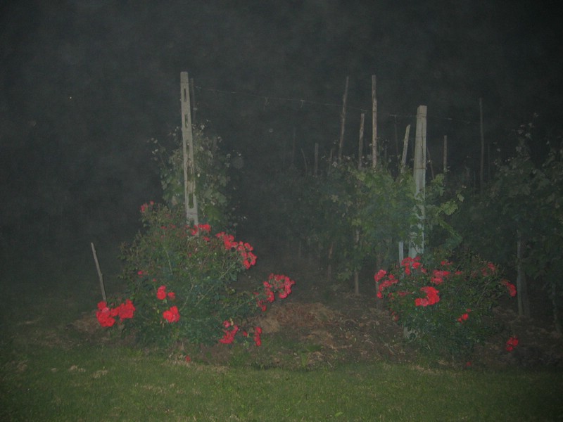 IMG_3778.JPG