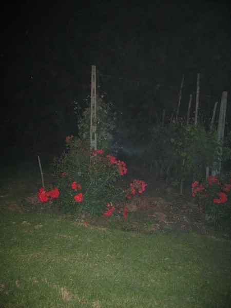 IMG_3779.JPG