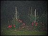 IMG_3778.JPG