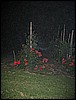 IMG_3779.JPG