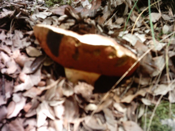 IMAG0021.JPG