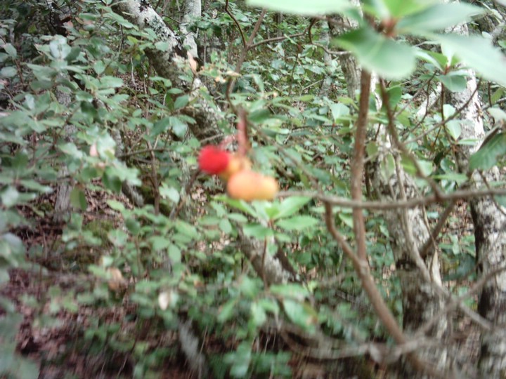 IMAG0038.JPG