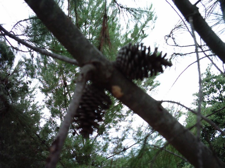 IMAG0100.JPG